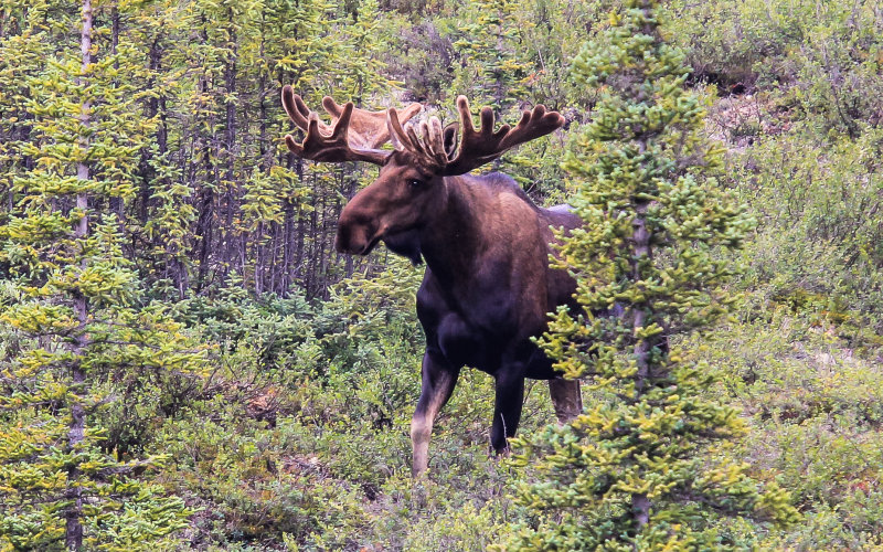 Bull Moose seen from the Park Road near Wonder Lake in Denali National Park