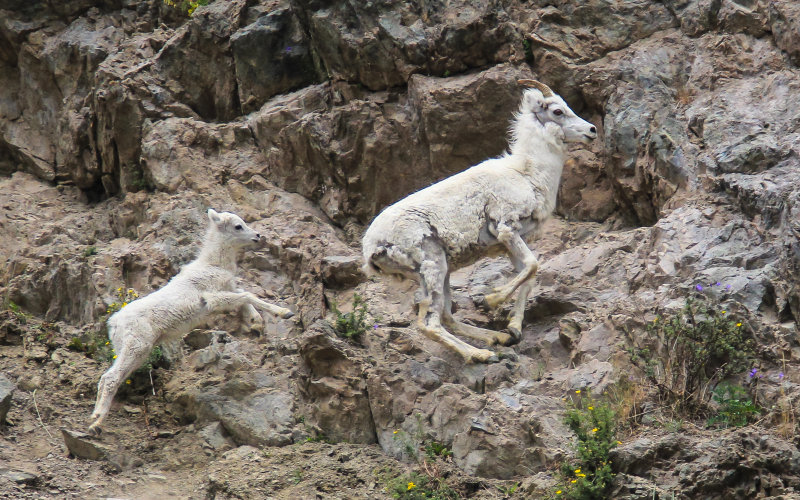 Dall sheep climb up a steep embankment along the Seward Highway