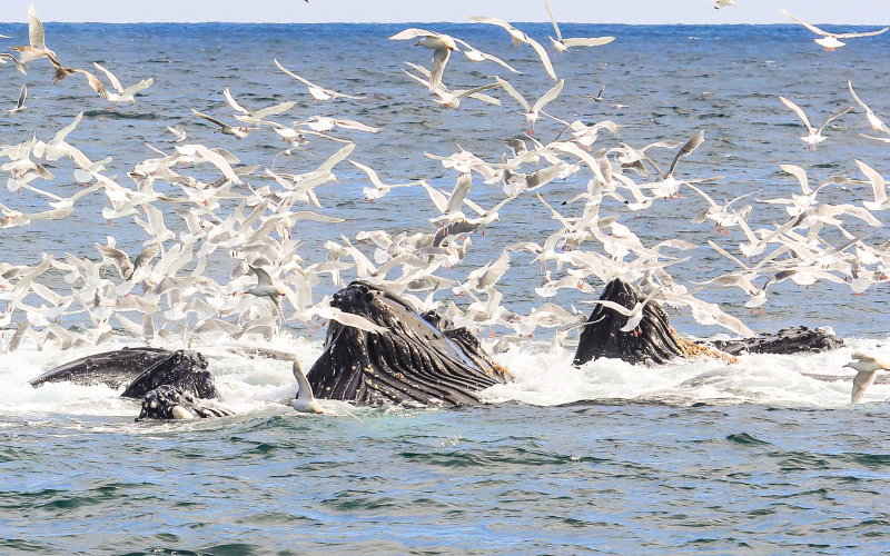 #13 - Humpback Whales bubble net feeding in Kenai Fjords National Park