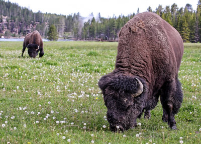 Buffalo in Yellowstone National Park