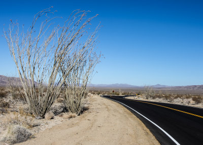 The Ocotillo Patch in Joshua Tree National Park