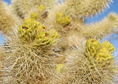 The fruit, and needles, of the Cholla Cactus in Joshua Tree National Park