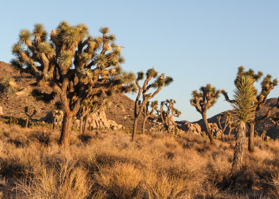 As the sun begins to set the color of the desert changes in Joshua Tree National Park