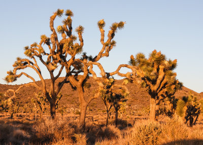 The color becomes more vivid as the sun sets in Joshua Tree National Park