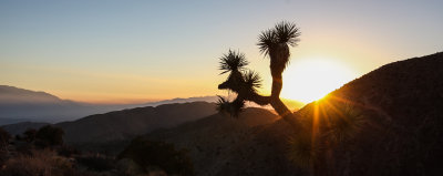 A lone Joshua Tree is bathed in the setting sun at Keys View in Joshua Tree National Park
