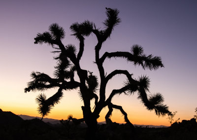 A Joshua Tree silhouetted against the sky at dusk in Joshua Tree National Park