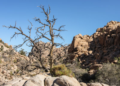 A dead tree among the rock formations beside the Hidden Valley Trail in Joshua Tree National Park