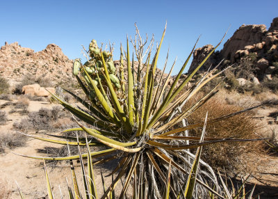 A Mojave Yucca plant along the Hidden Valley Trail in Joshua Tree National Park