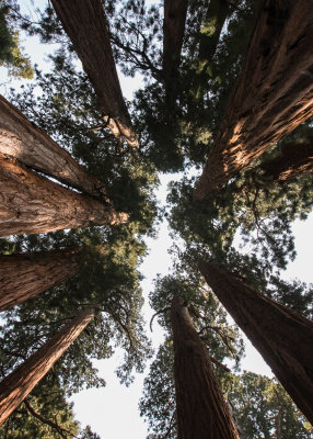 Looking up at the canopy of the Senate Group along the Congress Trail in Sequoia National Park