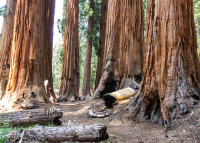 Trail through the Senate Group along the Congress Trail in Sequoia National Park