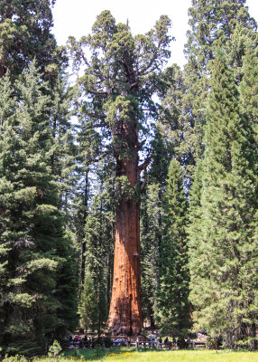 The General Sherman Tree (note the people at the base) in Sequoia National Park