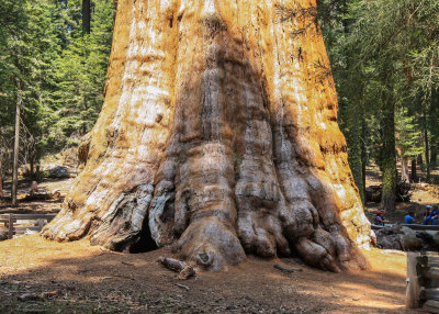 The base of the General Sherman Tree in Sequoia National Park