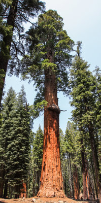 The McKinley Tree along the Congress Trail in Sequoia National Park