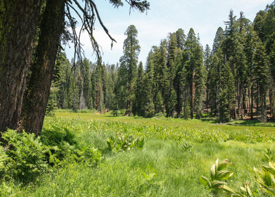 Crescent Meadow in Sequoia National Park