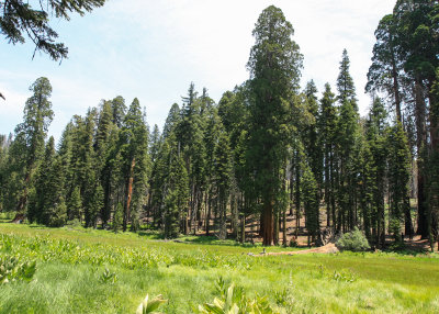 Crescent Meadow in Sequoia National Park