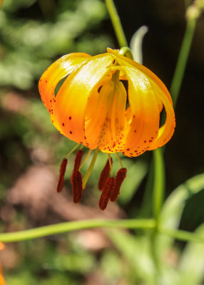Flower in Crescent Meadow in Sequoia National Park