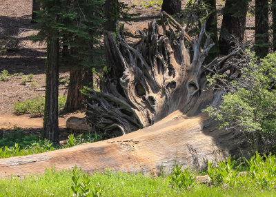 A toppled Sequoia in Crescent Meadow in Sequoia National Park
