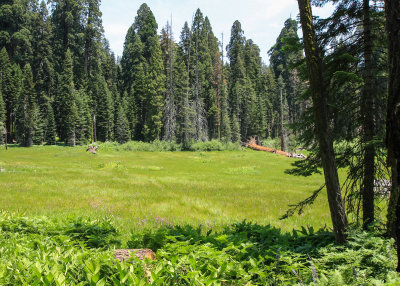 Crescent Meadow in Sequoia National Park