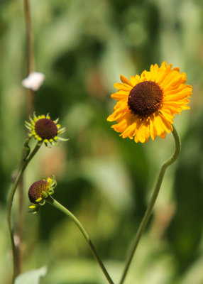 Flowers in Crescent Meadow in Sequoia National Park