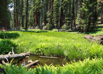 Circle Meadow along the Congress Trail in Sequoia National Park