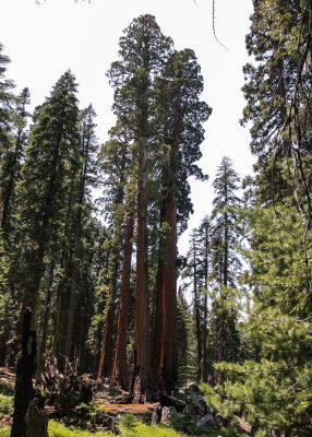 Sequoia trees along the Congress Trail in Sequoia National Park
