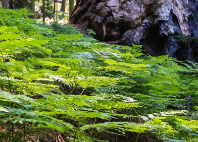 Ferns around the base of a Sequoia in Sequoia National Park