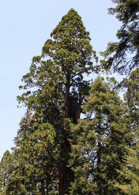 A tree growing out of a tree in Sequoia National Park