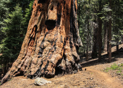 The Congress Trail passes the base of a Sequoia in Sequoia National Park