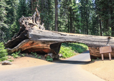 Tunnel Log in Sequoia National Park