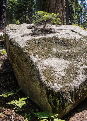 A tree growing out of a rock in Sequoia National Park