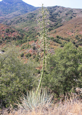 A Yucca plant in Sequoia National Park