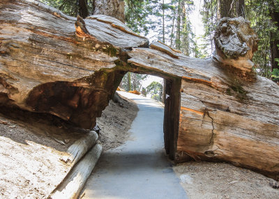Tunnel cut through a fallen Sequoia along the Congress Trail in Sequoia National Park
