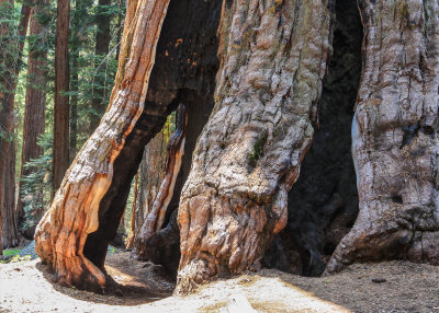 Burned out base of a live Sequoia in Sequoia National Park