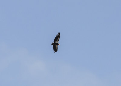 An endangered California Condor (note the tag on the front of the right wing) in Pinnacles National Park