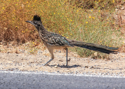 A Road Runnerrunning along the roadin Pinnacles National Park