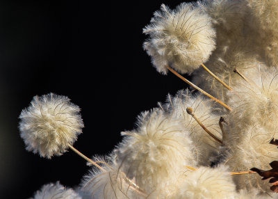 A flowering plant goes to seed in Pinnacles National Park