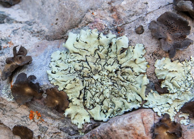 Lichen growing on a rock in Pinnacles National Park