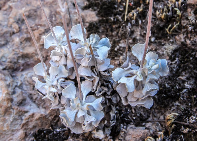 A plant growing out of a rock in Pinnacles National Park