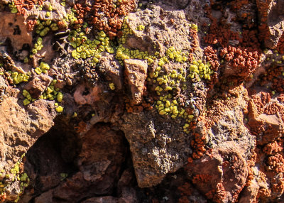 Colorful lichen on a rock in Pinnacles National Park