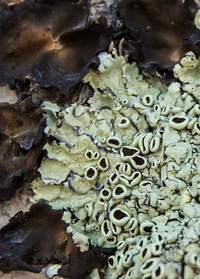 Lichen in Pinnacles National Park