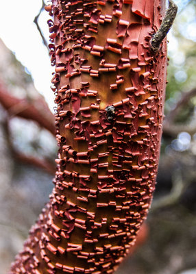 A close-up of the bark of the Manzanita Tree in Pinnacles National Park