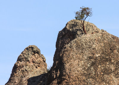 A Manzanita Tree growing on the top of a rock formation in Pinnacles National Park