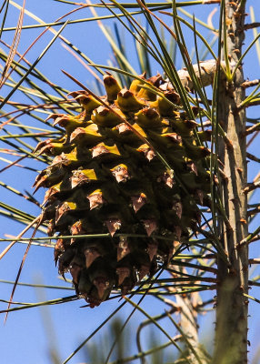 A Digger Pine cone in Pinnacles National Park