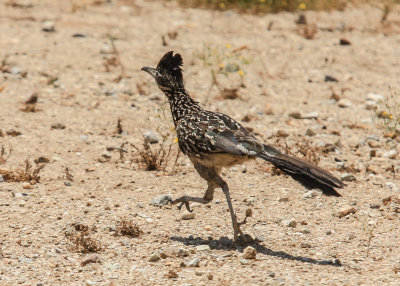 Road Runner makes its exit in Pinnacles National Park