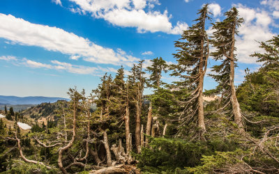 Windblown and weathered trees in Lassen Volcanic National Park