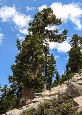 Large tree growing on a mountainside in Lassen Volcanic National Park