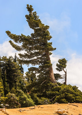 A windblown tree above Bumpass Hell in Lassen Volcanic National Park