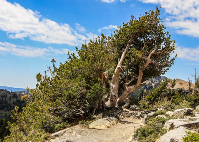 Tree along the trail to Bumpass Hell in Lassen Volcanic National Park