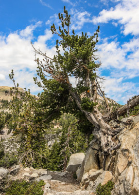Tree growing over the trail to Bumpass Hell in Lassen Volcanic National Park