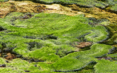 A grass marsh growing in heated water in Bumpass Hell in Lassen Volcanic National Park